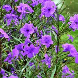 6 Dwarf Blue Mexican Petunia Plants Live, 4-7 Inches, Hardy Perennial Flowers Outdoor - Image 5