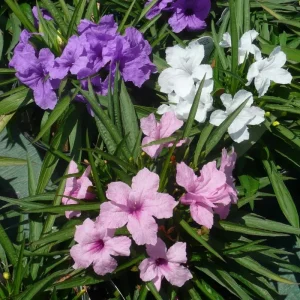6 Dwarf Blue Mexican Petunia Plants Live, 4-7 Inches, Hardy Perennial Flowers Outdoor - Image 1