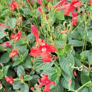 6 Dwarf Blue Mexican Petunia Plants Live, 4-7 Inches, Hardy Perennial Flowers Outdoor - Image 7