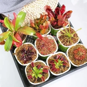 6 Pitcher Plant Nepenthes Mix Live Plants - Green & Red Tropical Collection Starter Size - Image 7