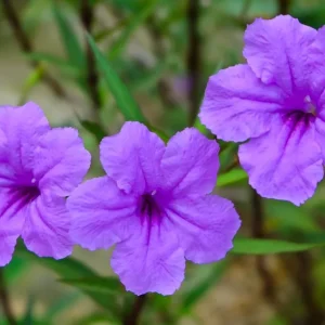 6 Purple Mexican Petunia Plants Live, 5-7 Inch Tall, Perennial, Outdoor - Image 1