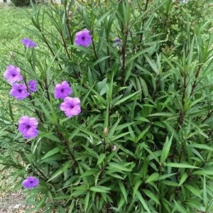 6 Purple Mexican Petunia Plants Live, 5-7 Inch Tall, Perennial, Outdoor - Image 3