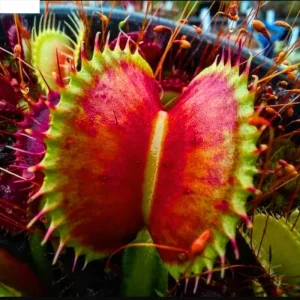 6 Red Venus Flytrap Live Starter Plants - Dionaea Muscipula Carnivorous Plant - Image 1