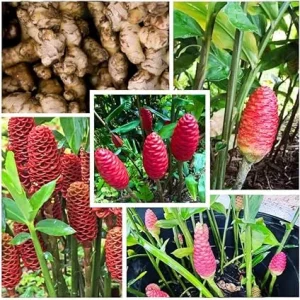 6 Shampoo Ginger Rhizomes - Red Pinecone Ginger Root Live Plant, Hardy Perennial - Image 2