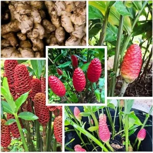 6 Shampoo Ginger Rhizomes - Red Pinecone Ginger Root Live Plant, Hardy Perennial - Image 4
