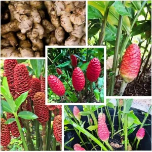 6 Shampoo Ginger Rhizomes - Red Pinecone Ginger Root Live Plant, Hardy Perennial - Image 6