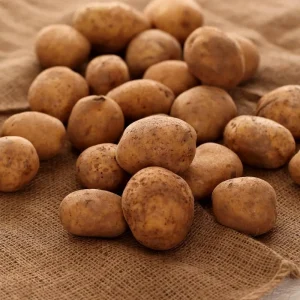 60 Russet True Potato Seeds - Heirloom for Outdoor Growing - Image 2