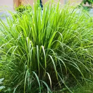 8 Lemongrass Live Plants - Fully Rooted, Drought-Tolerant Herb for Outdoor Garden - Image 2
