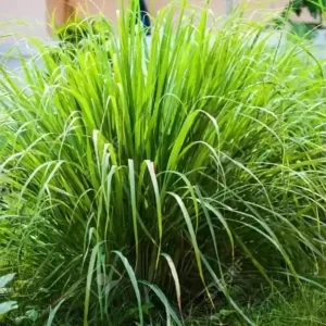 8 Lemongrass Live Plants - Fully Rooted, Drought-Tolerant Herb for Outdoor Garden - Image 4