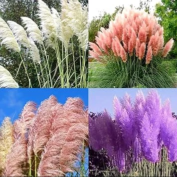 8 Mixed Pampas Grass Live Plants - 2.5" Pot, Vibrant Colors Outdoor Shrub - Image 3