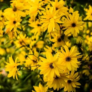 8 Oz Jerusalem Artichoke Tubers for Planting – High Yield Sunchoke Rhizomes – Cold Hardy - Image 3
