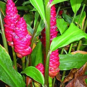 8 Shampoo Ginger Live Roots - Awapuhi Bulbs for Planting, Red Pinecone Ginger Outdoor - Image 6