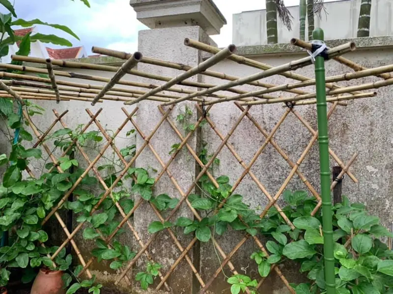 Bamboo trellis structure with green passion fruit vines climbing against a concrete wall.