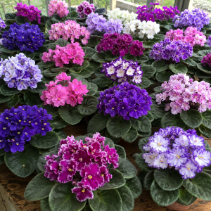 African Violet Live Plant – 4 Inch Pot – Indoor/Outdoor – Colorful Blooms