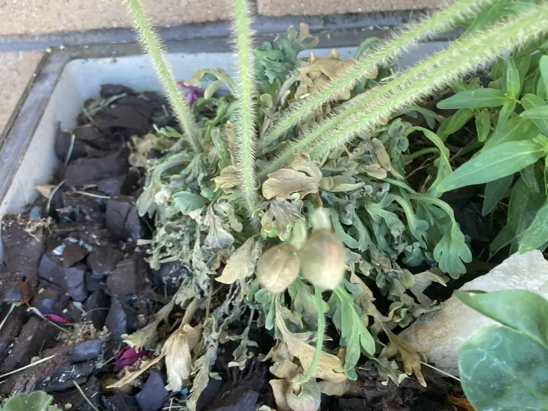 Common Problems of Iceland Poppy Hummingbird plant