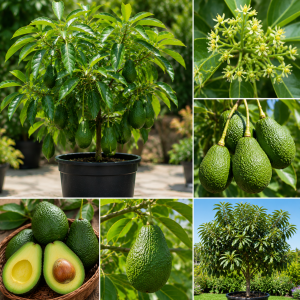 Live Avocado Tree - 1-2 Ft Tall Fruit Plant for Indoor/Outdoor Growing