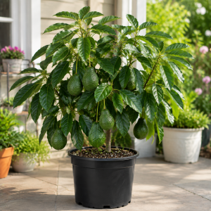 Hass Avocado Tree Live Plant, 3-3.5 Ft Tall, Cold Hardy Seedling, 3 Gallon Pot