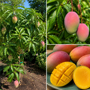 Mango Tree Live Plant - Sweet Tropical Yellow Red Mango in 3 Gallon Pot, Outdoor