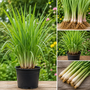Lemongrass Live Plant – 8 Stalks, 5-9" Tall – Hardy Culinary Herb for Outdoor Gardening