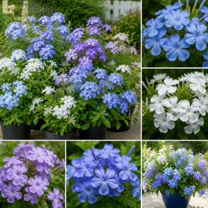 4 Mix Plumbago Live Plants, 4-7 inches Tall, Tropical White Flowering Shrub