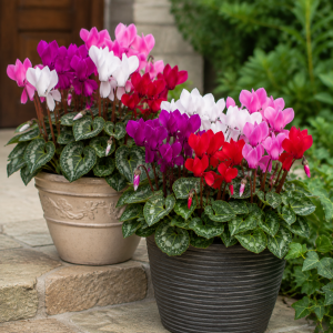 Mixed Cyclamen Live Plant 4" Pot - Hardy Indoor Flowering Houseplant, 2 Count
