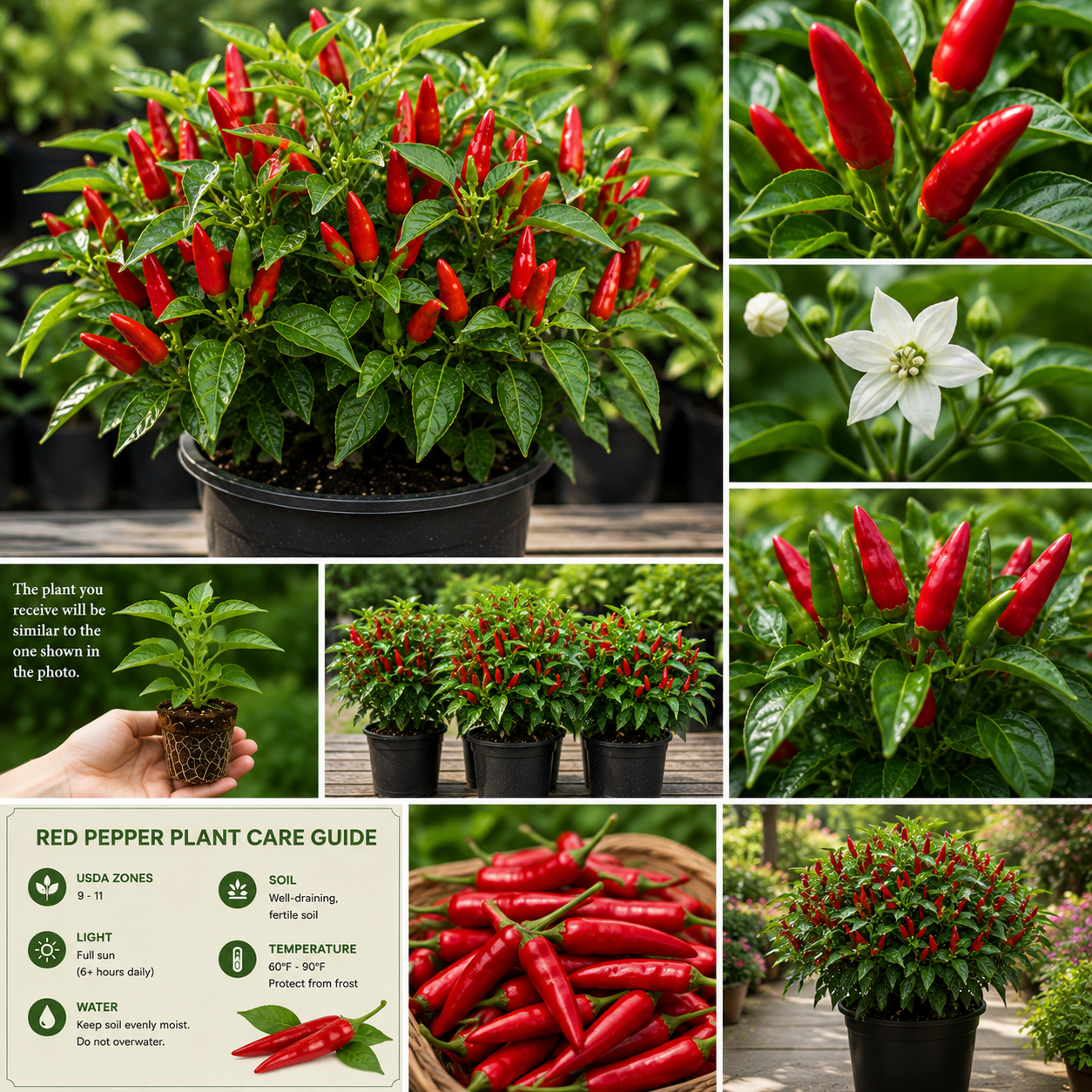 Red Pepper Live Plants – 2 Pack, 4 Inch Pot – Garden & Patio Vegetable