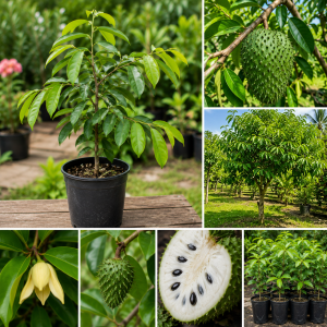 Soursop Tree Live Plant 3 Years Old, 3 Gallon Pot, Tropical Fruit Tree