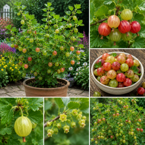 Sweet Gooseberry Live Plant 5-9 Inch Tall - Fruit Bush for Planting Outdoor