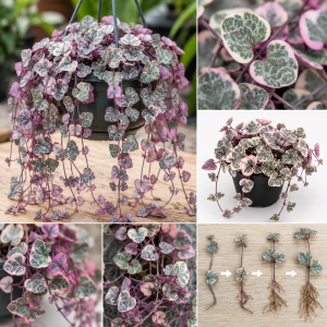 Variegated String of Hearts Live Plant - 4 Inch Potted Trailing Succulent for Indoors
