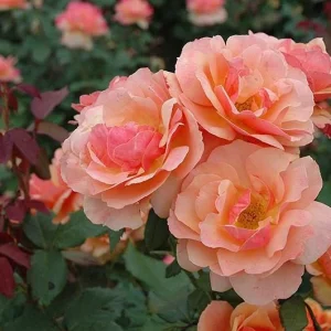 About Face Grandiflora Rose Live Plant – Deep Orange Gold Flowers – 5-9" Tall Shrub - Image 2