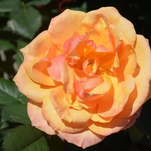 About Face Grandiflora Rose Live Plant – Deep Orange Gold Flowers – 5-9