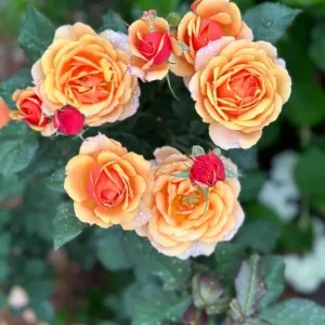 About Face Grandiflora Rose Live Plant – Deep Orange Gold Flowers – 5-9