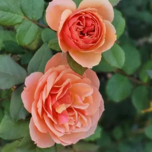 About Face Grandiflora Rose Live Plant – Deep Orange Gold Flowers – 5-9