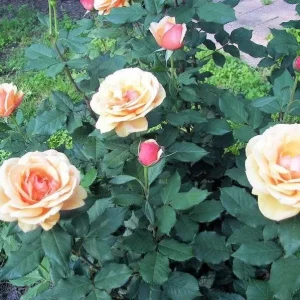 About Face Grandiflora Rose Live Plant – Deep Orange Gold Flowers – 5-9