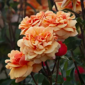 About Face Grandiflora Rose Live Plant – Deep Orange Gold Flowers – 5-9
