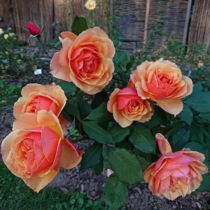 About Face Grandiflora Rose Live Plant – Deep Orange Gold Flowers – 5-9" Tall Shrub - Image 1