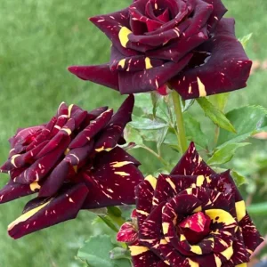 Abracadabra Rose Bush Live Plant - Striped Floribunda Rose 5-7