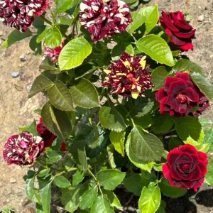 Abracadabra Rose Bush Live Plant - Striped Floribunda Rose 5-7