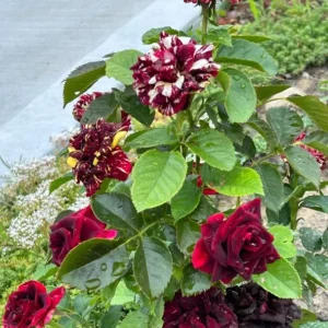 Abracadabra Rose Bush Live Plant - Striped Floribunda Rose 5-7