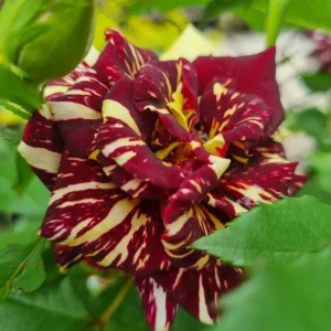 Abracadabra Rose Bush Live Plant - Striped Floribunda Rose 5-7