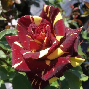 Abracadabra Rose Bush Live Plant - Striped Floribunda Rose 5-7" Tall - Image 1
