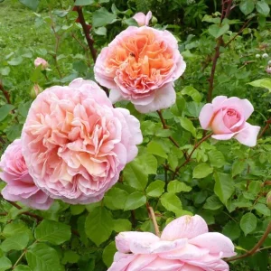 Abraham Darby Rose Plant - Apricot English Rose Bush, Large Fragrant Blooms, 5-7 Inch Tall Starter - Image 1