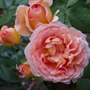 Abraham Darby Rose Plant - Apricot English Rose Bush, Large Fragrant Blooms, 5-7 Inch Tall Starter - Image 2