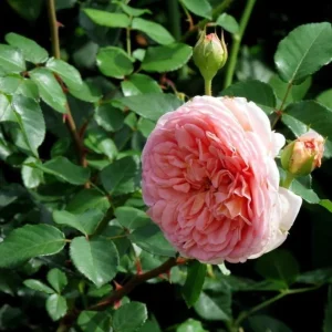 Abraham Darby Rose Plant - Apricot English Rose Bush, Large Fragrant Blooms, 5-7 Inch Tall Starter - Image 3