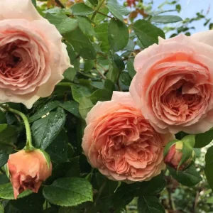 Abraham Darby Rose Plant - Apricot English Rose Bush, Large Fragrant Blooms, 5-7 Inch Tall Starter - Image 4