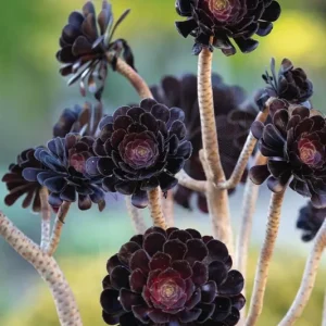 Aeonium Plant Live 4" Pot - Easy Care Succulent Houseplant - Image 2