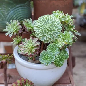 Aeonium Plant Live 4