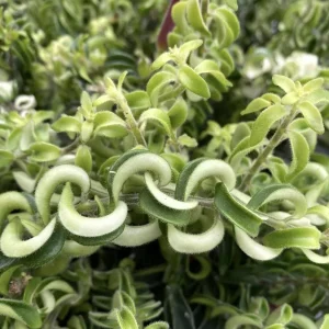 Aeschynanthus Radicans Curly Lipstick Vine Live Plant 5-8 Inch Tall - Image 2
