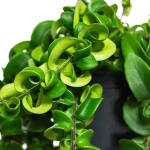 Aeschynanthus Radicans Curly Lipstick Vine Live Plant 5-8 Inch Tall - Image 3