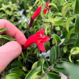 Aeschynanthus Radicans Curly Lipstick Vine Live Plant 5-8 Inch Tall - Image 6